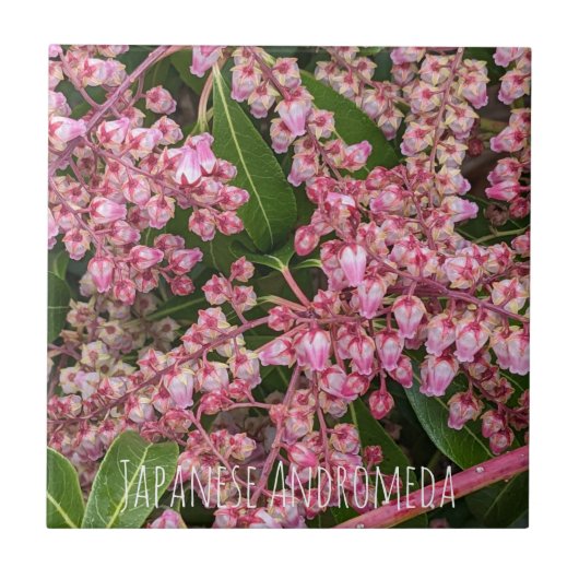 Drijvende Japanse Andromeda Plant Floral Tegeltje (Voorkant)