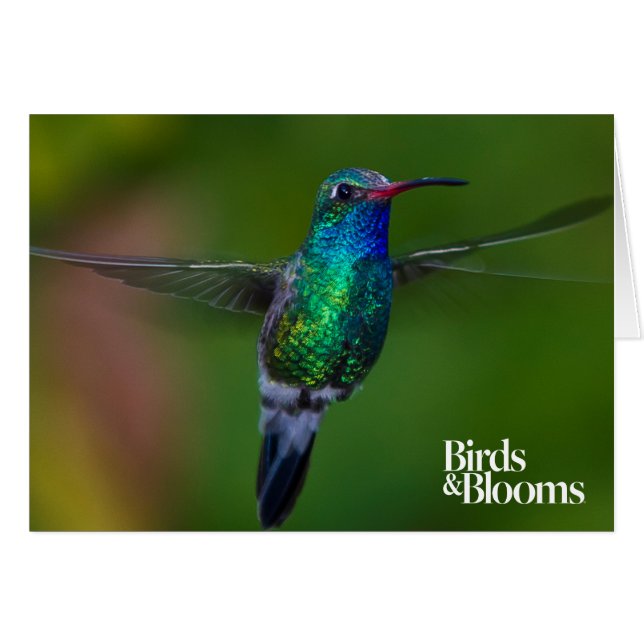 Drijvende kolibrie (Voorkant Horizontaal)