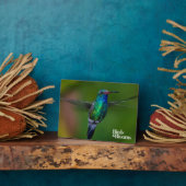 Drijvende kolibrie fotoplaat (Zijkant)