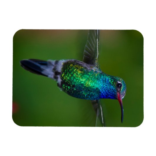 Drijvende kolibrie magneet (Horizontaal)
