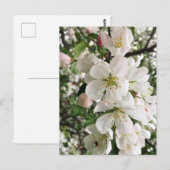 Drijvende krabappel briefkaart (Voorkant / Achterkant)