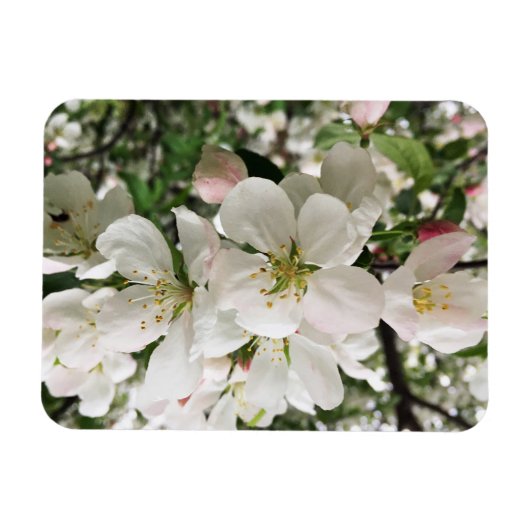 Drijvende krabappel magneet (Horizontaal)