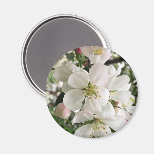 Drijvende krabappel magneet (Voorkant / Achterkant)