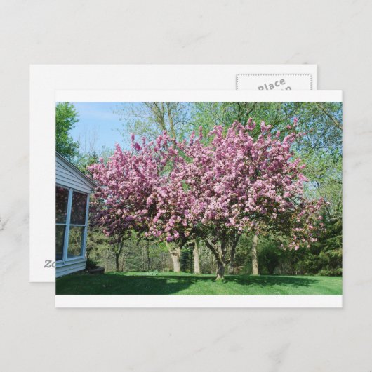 Drijvende krabappelbomen briefkaart (Voorkant / Achterkant)