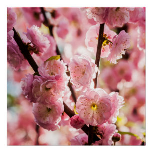 Drijvende kruimel - Roze paradize Perfect Poster