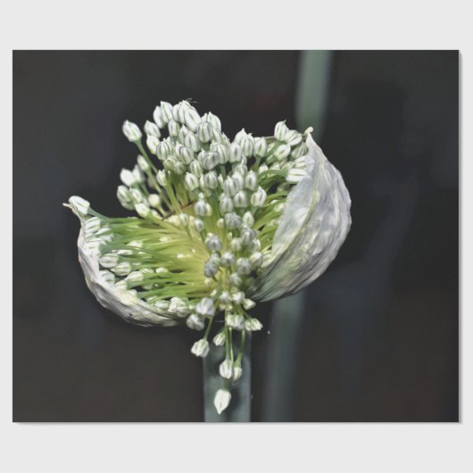 Drijvende lentuin cadeaupapier (Vlak)