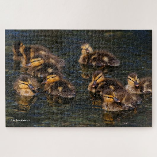 Drijvende levende kurken: 9 Cute Mallard Ducklings Legpuzzel (Horizontaal)