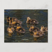 Drijvende levende kurken: Cute Mallard Ducklings Briefkaart (Voorkant)