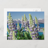 Drijvende Lupine Nieuw-Zeeland Briefkaart (Voorkant / Achterkant)