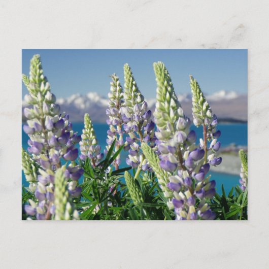 Drijvende Lupine Nieuw-Zeeland Briefkaart (Voorkant)