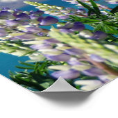 Drijvende Lupine Nieuw-Zeeland Poster (Hoek)
