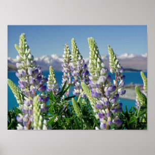 Drijvende Lupine Nieuw-Zeeland Poster