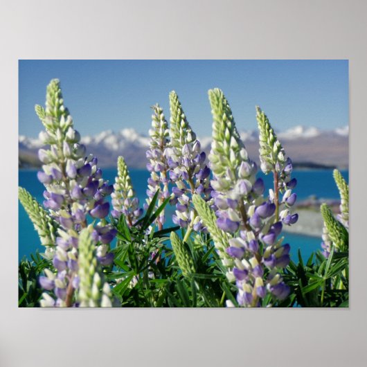 Drijvende Lupine Nieuw-Zeeland Poster (Voorkant)