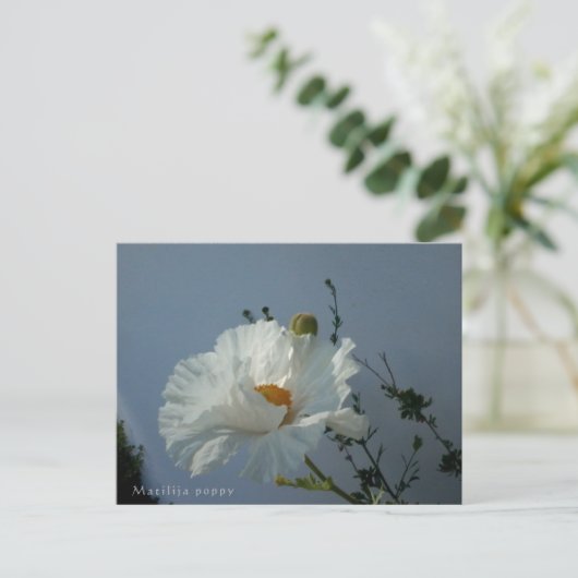 Drijvende Matilija Poppy Briefkaart (Staand voorkant)