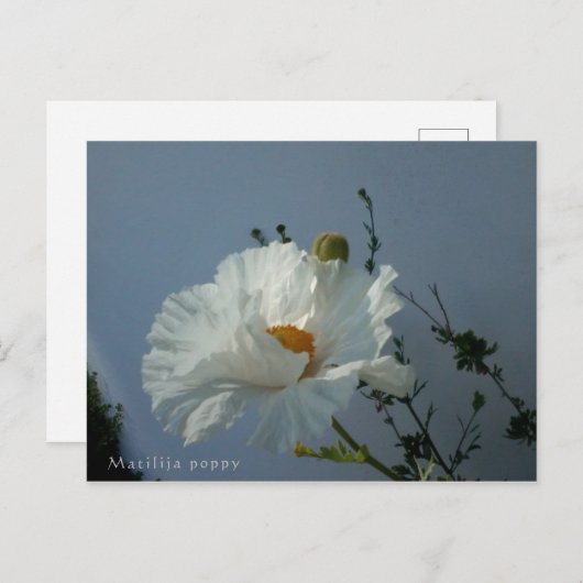 Drijvende Matilija Poppy Briefkaart (Voorkant / Achterkant)