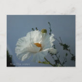 Drijvende Matilija Poppy Briefkaart (Voorkant)