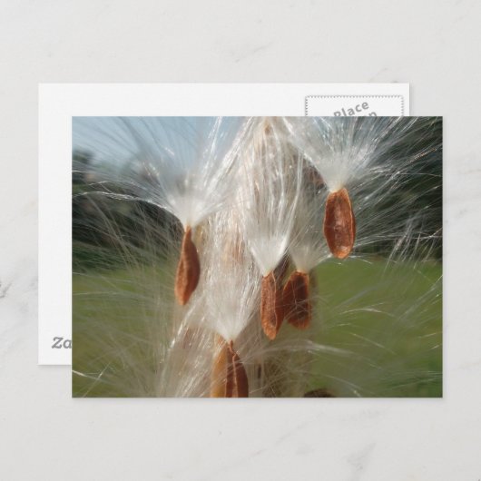 Drijvende Milkweed Seeds Art Print/Graphic Briefkaart (Voorkant / Achterkant)