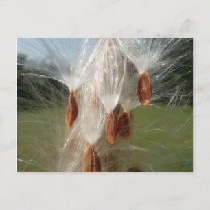 Drijvende Milkweed Seeds Art Print/Graphic Briefkaart