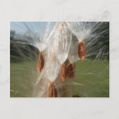 Drijvende Milkweed Seeds Art Print/Graphic Briefkaart (Voorkant)