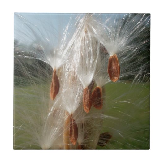 Drijvende Milkweed Seeds Art Print/Graphic Tegeltje (Voorkant)