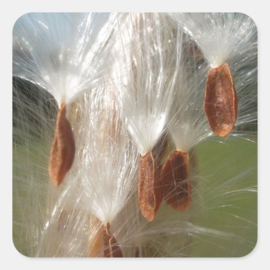 Drijvende Milkweed Seeds Art Print/Graphic Vierkante Sticker (Voorkant)