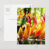 Drijvende Nieuw-Zeelandse vlas Briefkaart (Voorkant / Achterkant)