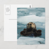 Drijvende otter briefkaart (Voorkant / Achterkant)