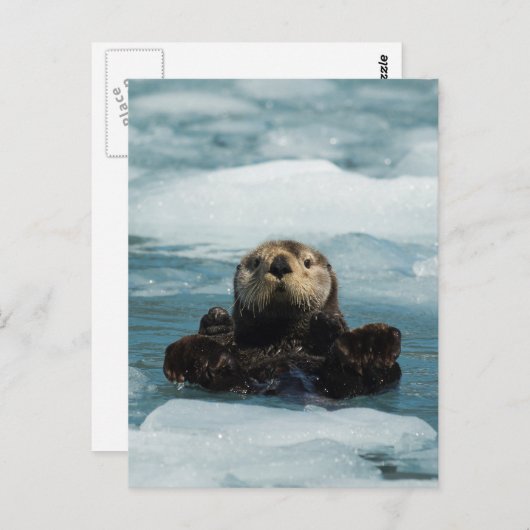 Drijvende otter briefkaart (Voorkant / Achterkant)
