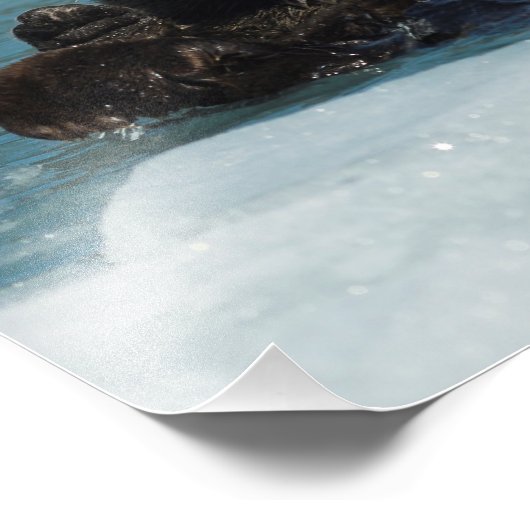 Drijvende otter foto afdruk (Hoek)