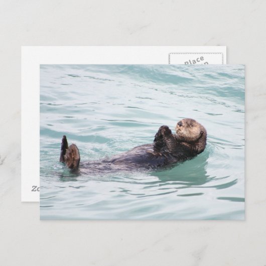 Drijvende Otter in Alaska Briefkaart (Voorkant / Achterkant)