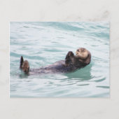 Drijvende Otter in Alaska Briefkaart (Voorkant)