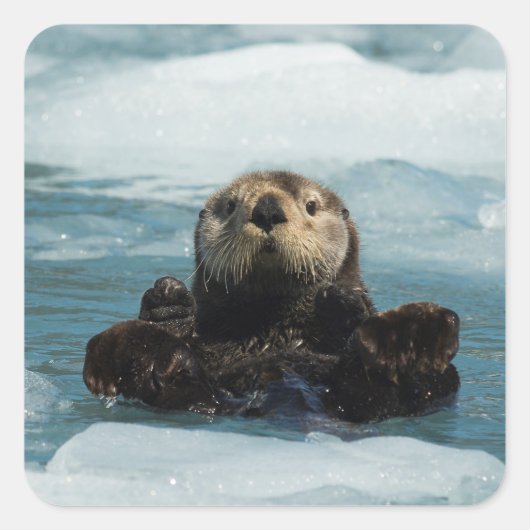 Drijvende otter vierkante sticker (Voorkant)