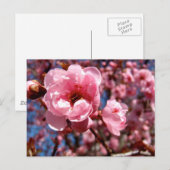 Drijvende pruimen briefkaart (Voorkant / Achterkant)