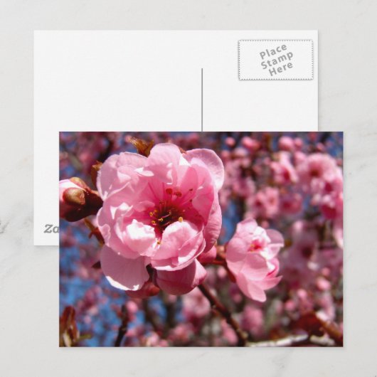 Drijvende pruimen briefkaart (Voorkant / Achterkant)