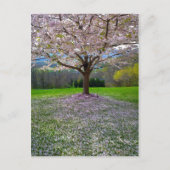 Drijvende roze bloesem van de Cherry met Bossen Briefkaart (Voorkant)