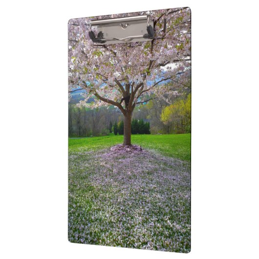 Drijvende roze bloesem van de Cherry met Bossen Klembord (Links)