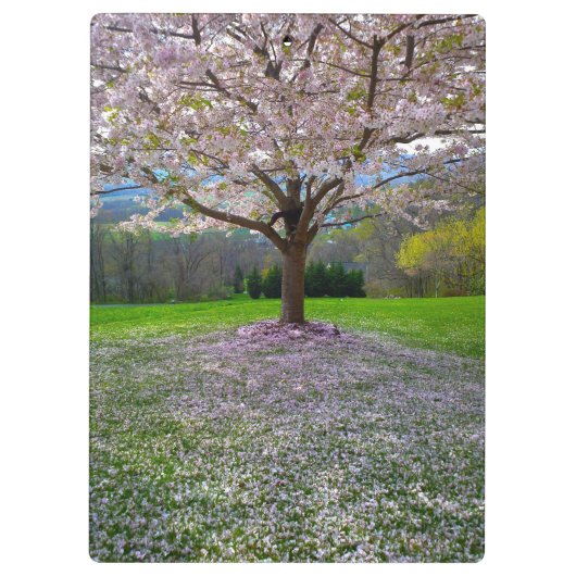 Drijvende roze bloesem van de Cherry met Bossen Klembord (Achterkant)