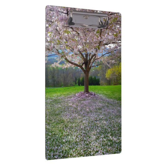 Drijvende roze bloesem van de Cherry met Bossen Klembord (Rechts)