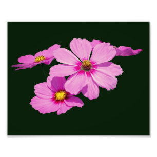 Drijvende Roze Kosmos Bloemen 8x10 Foto Afdruk