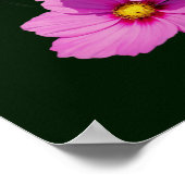 Drijvende roze kosmos bloemen poster (Hoek)