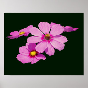 Drijvende roze kosmos bloemen poster