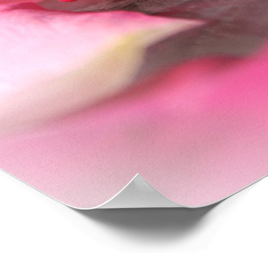 Drijvende roze roze rozijnen petals op het Poster  (Hoek)