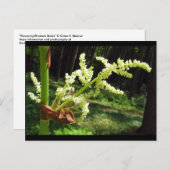 Drijvende Rubarb Stalks Natuur Foto Briefkaart (Voorkant / Achterkant)