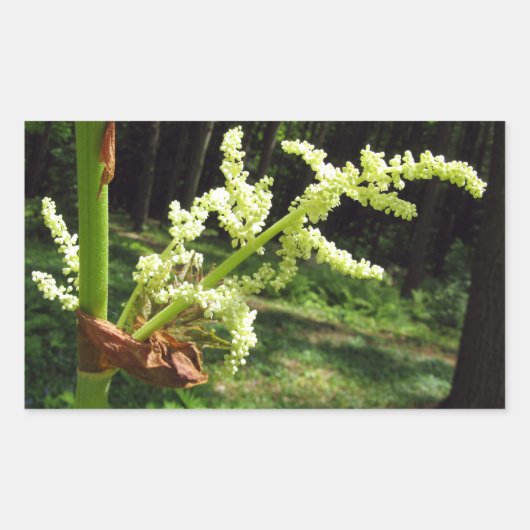 Drijvende Rubarb Stalks Natuur Foto Rechthoekige Sticker (Voorkant)