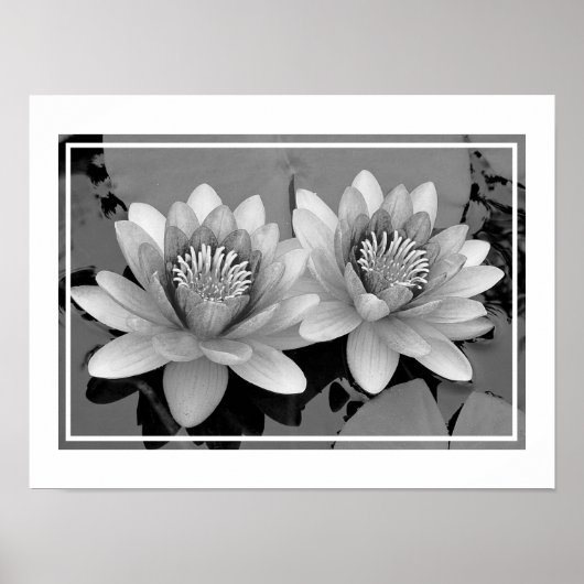 Drijvende Waterlelie Lotus Poster (Voorkant)