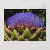 Drijvende Wereldbol Artichoke Briefkaart (Voorkant)