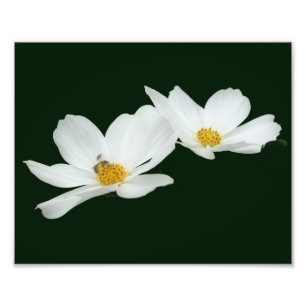 Drijvende witte kosmos bloemen en bijen 8x10 foto afdruk