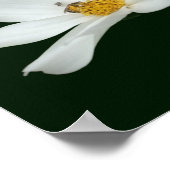 Drijvende witte kosmos bloemen en bijen poster (Hoek)