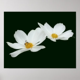 Drijvende witte kosmos bloemen en bijen poster