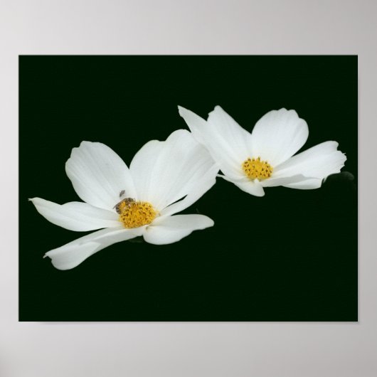 Drijvende witte kosmos bloemen en bijen poster (Voorkant)